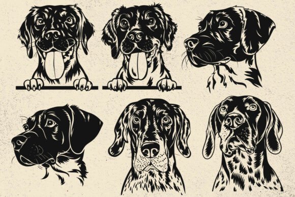 German Shorthaired Pointer